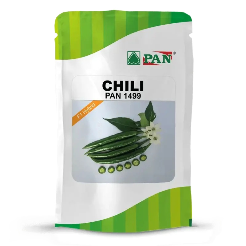 CHILI