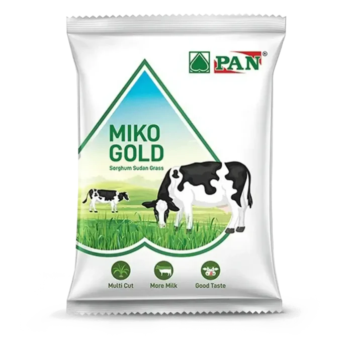 MIKO GOLD