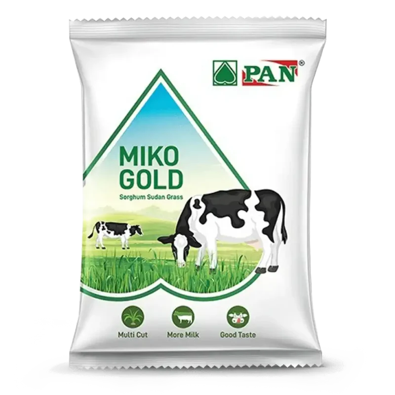 MIKO GOLD