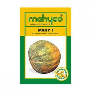 Mahy-1-Pumpkin