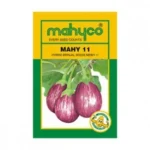 Mahy-11-Brinjal