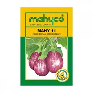 Mahy-11-Brinjal