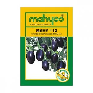 Mahy-112-Brinjal