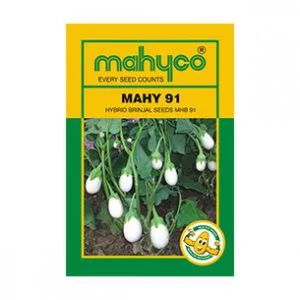 Mahy-91-Brinjal