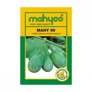 Mahy-99- Brinjal