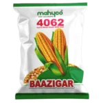 Maize-4062-Baazigar