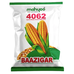 Maize-4062-Baazigar
