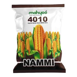 Maize-Nammi-4010