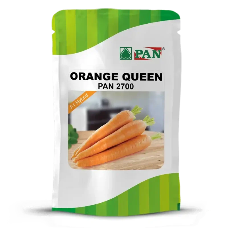 Orange Queen