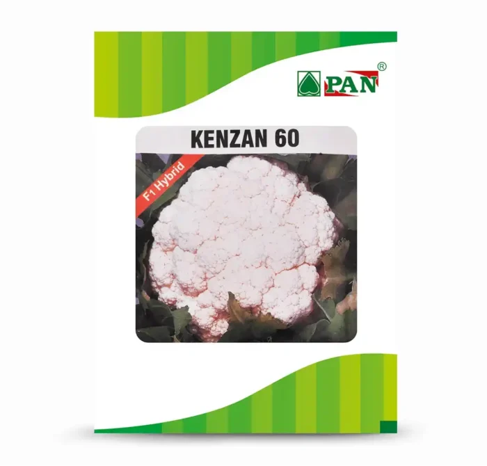 PAN-Kenzan-60
