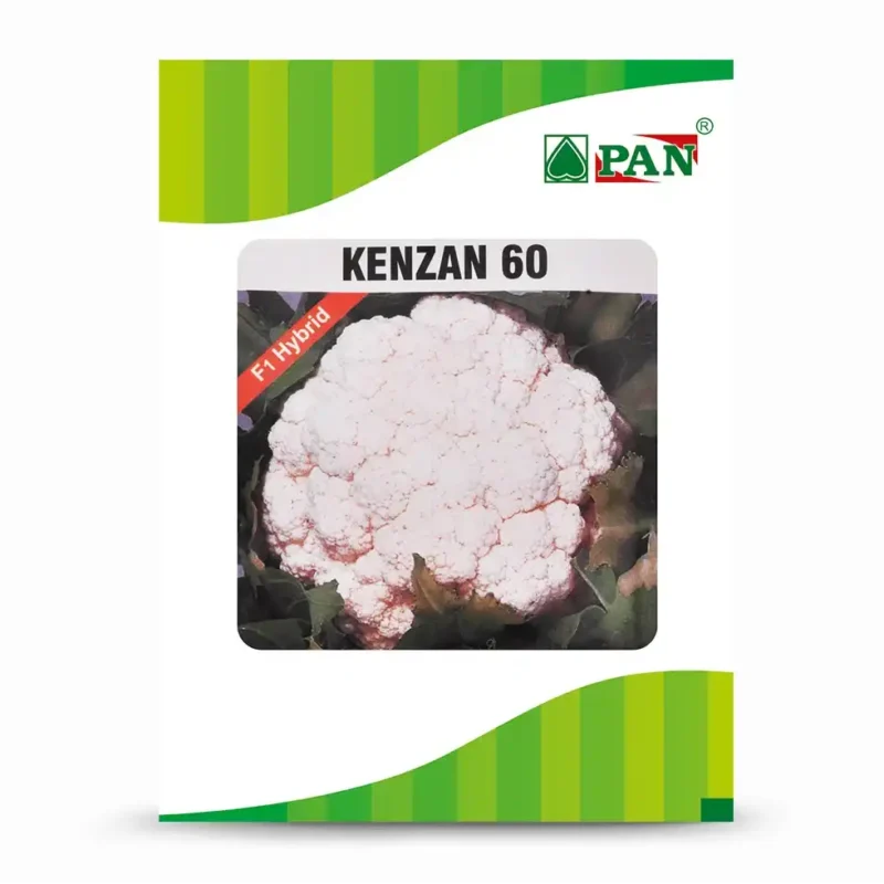 PAN-Kenzan-60