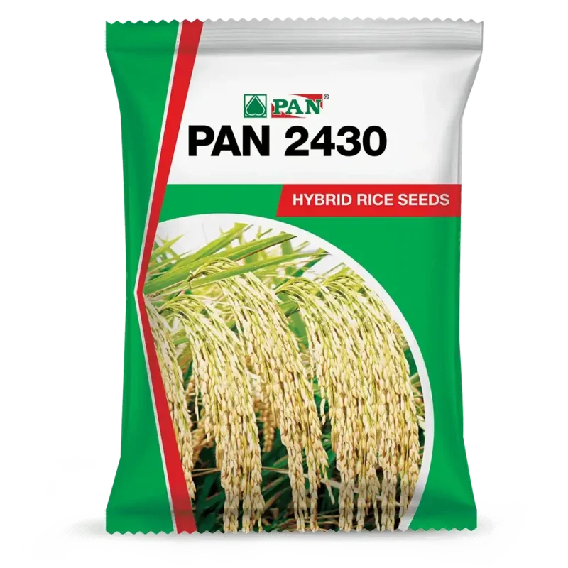 PAN_2430