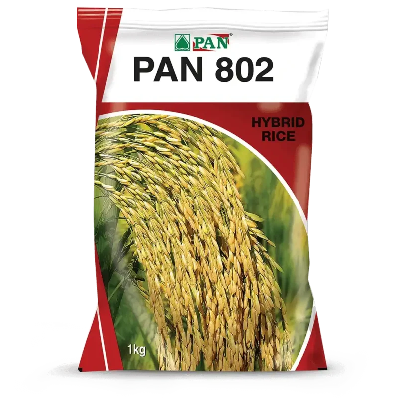 PAN_802