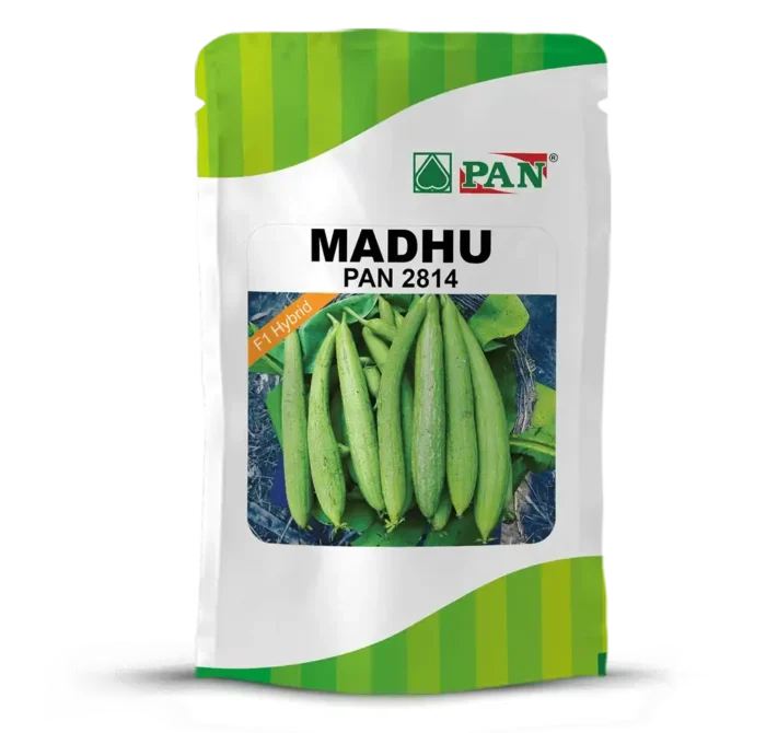Pan-2814-MADHU