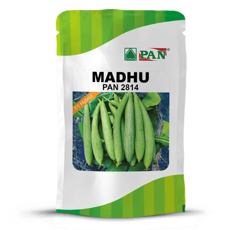 Pan-2814-MADHU
