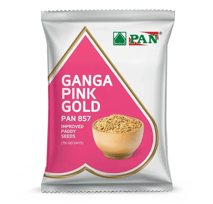 Pan-857-Ganga-Pink-Gold