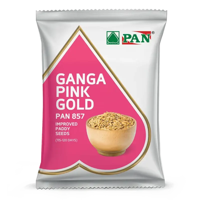 Pan-857-Ganga-Pink-Gold