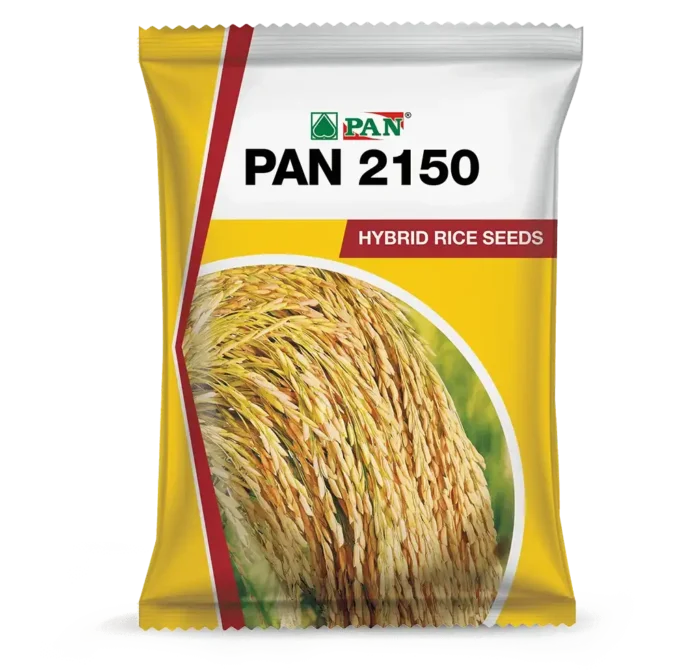 Pan_2150