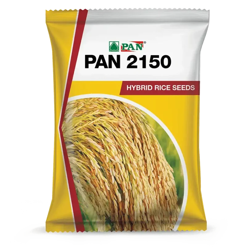 Pan_2150