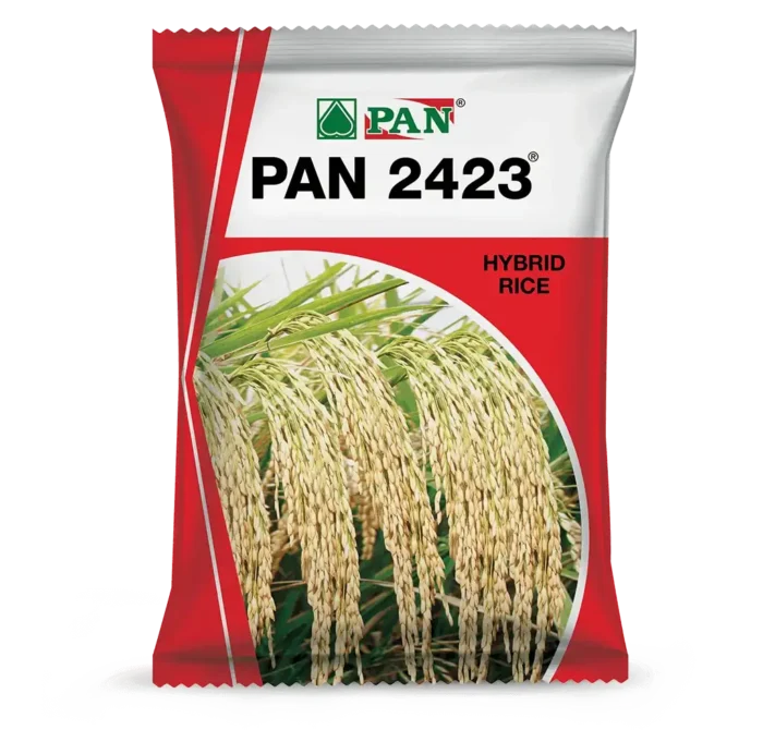 Pan_2423
