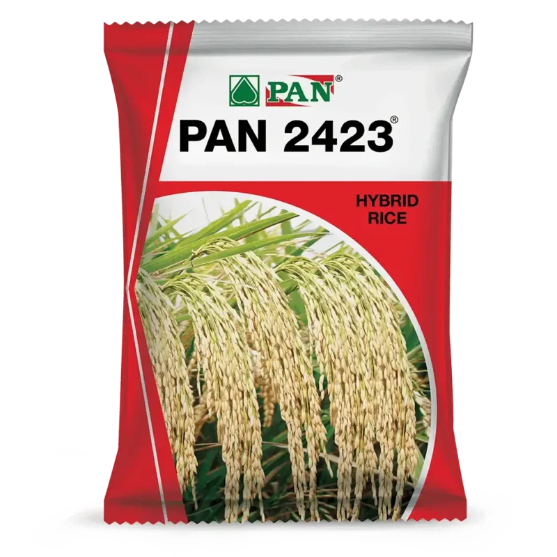Pan_2423