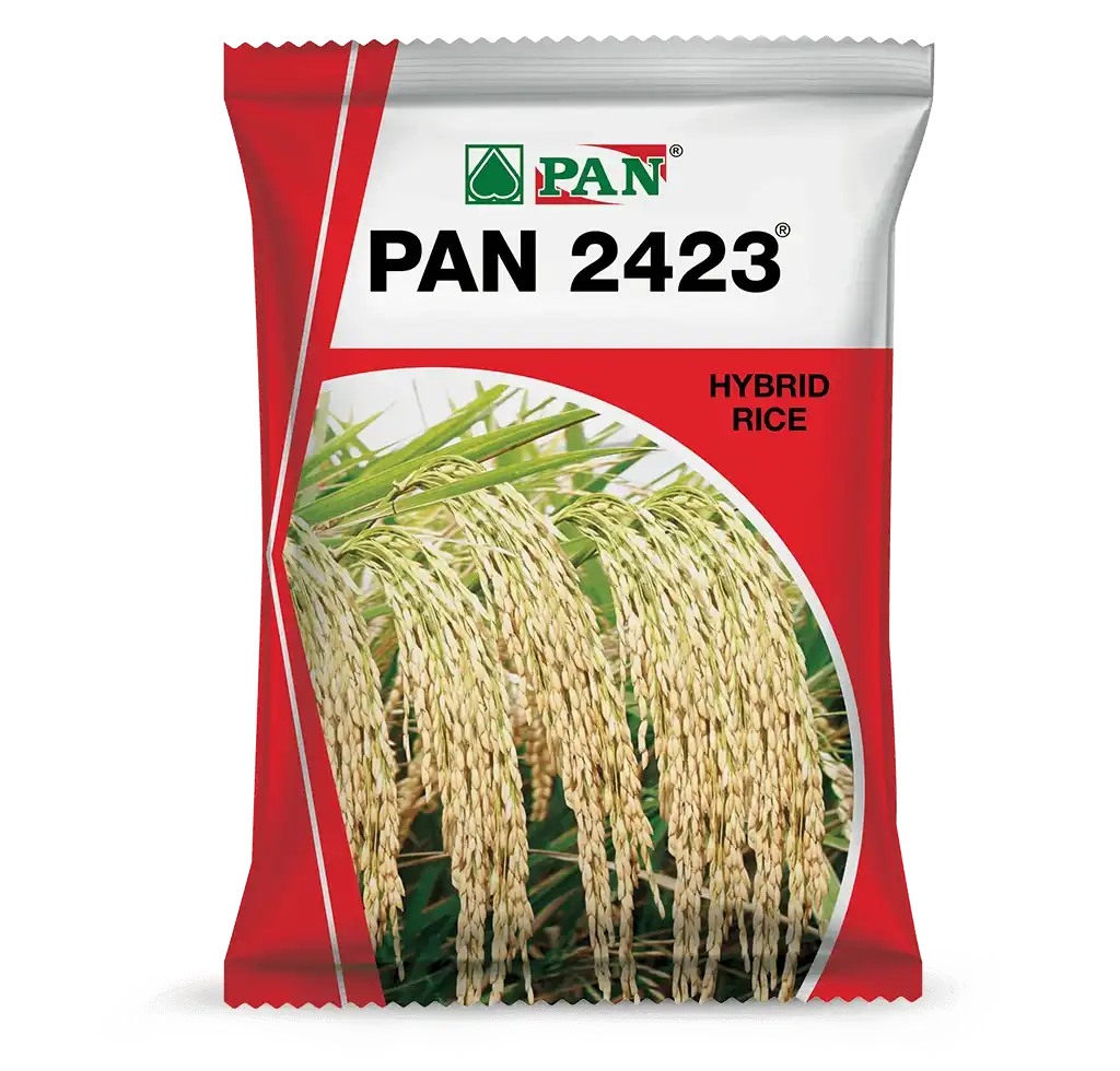 PAN 2423 - Najdikimandi.com