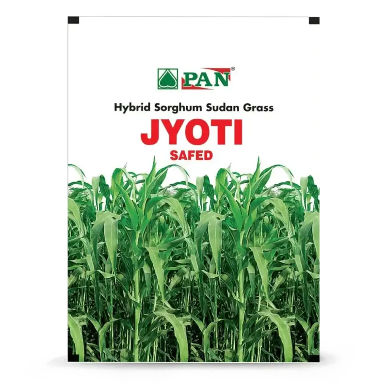 SSG-Jyoti