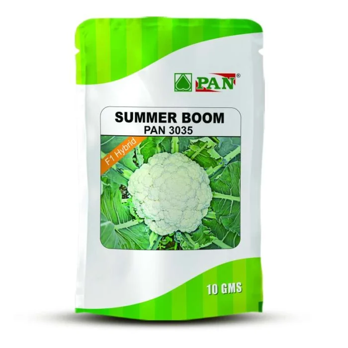 Summer-Boom_PAN-3035