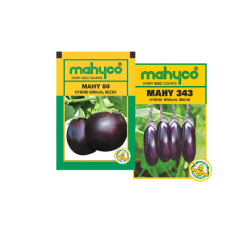 Brinjal Hybrid