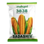 maize-sadashiv-3838