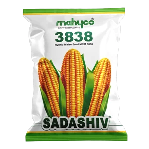 maize-sadashiv-3838
