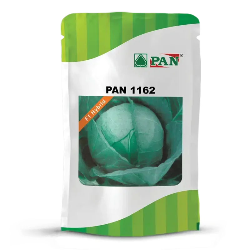 pan-1162