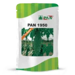 pan-1950