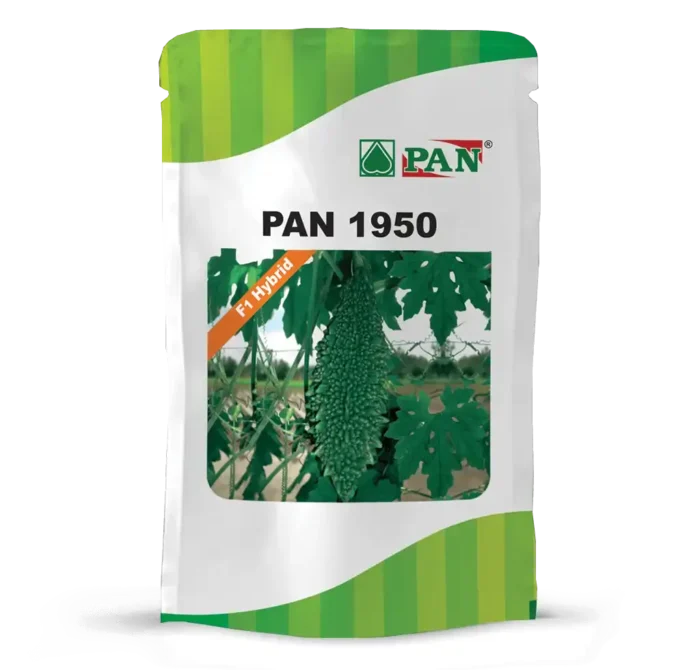pan-1950