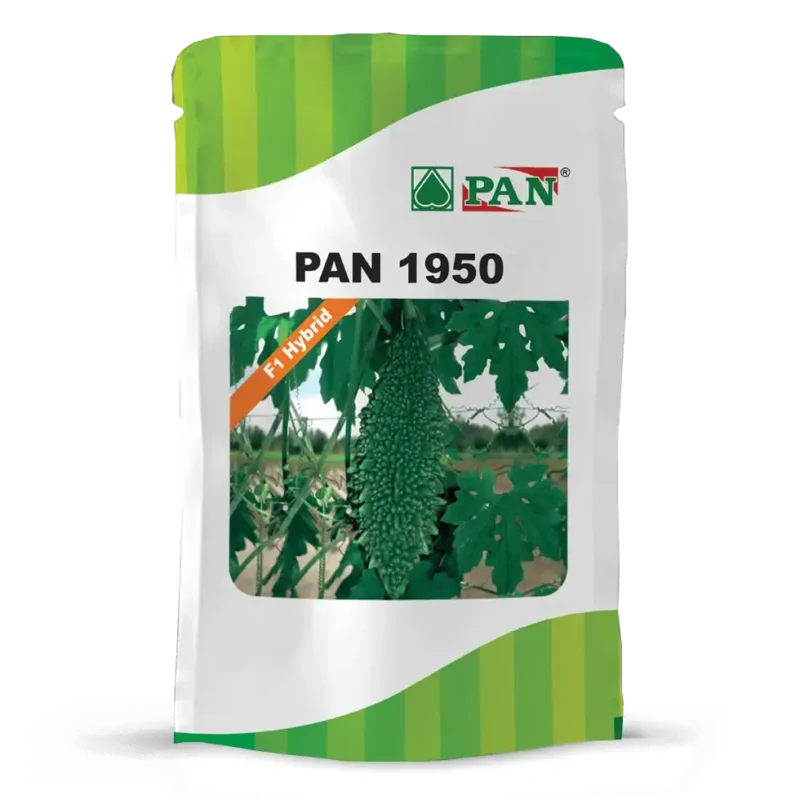 pan-1950