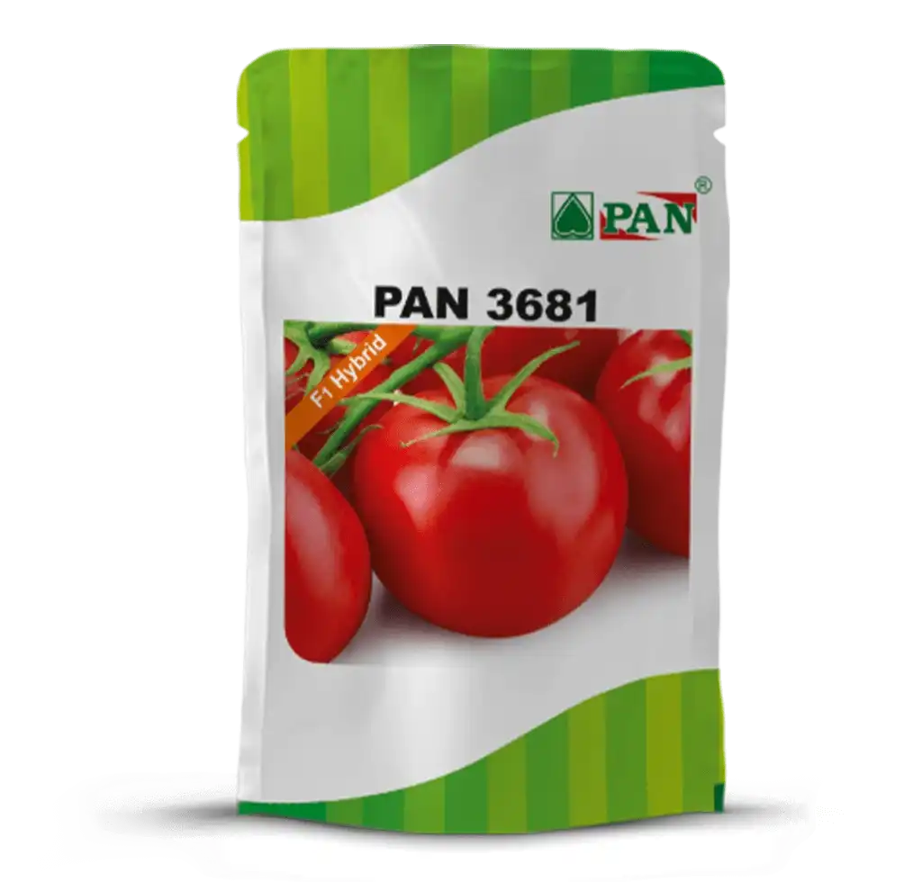 PAN 3681 - Najdikimandi.com