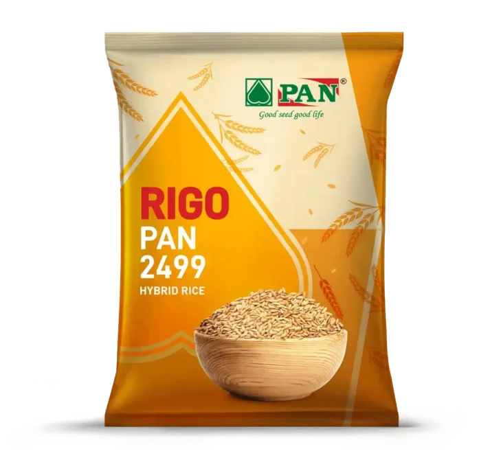 rigo-pan-2499