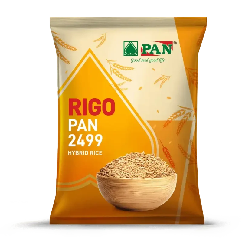 rigo-pan-2499