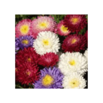Aster-jpg