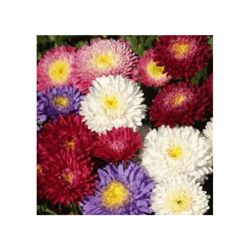 Aster-jpg
