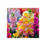 anthirrhinum-jpg