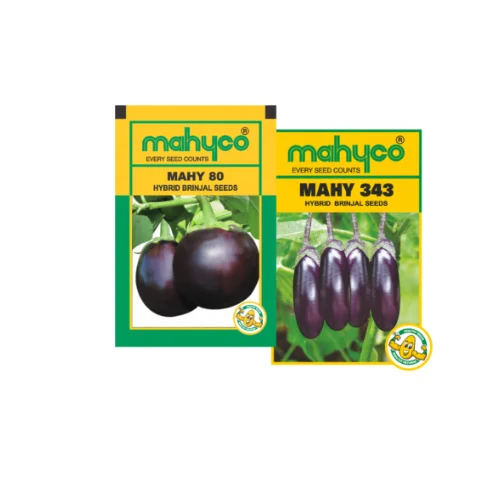 Brinjal Hybrid